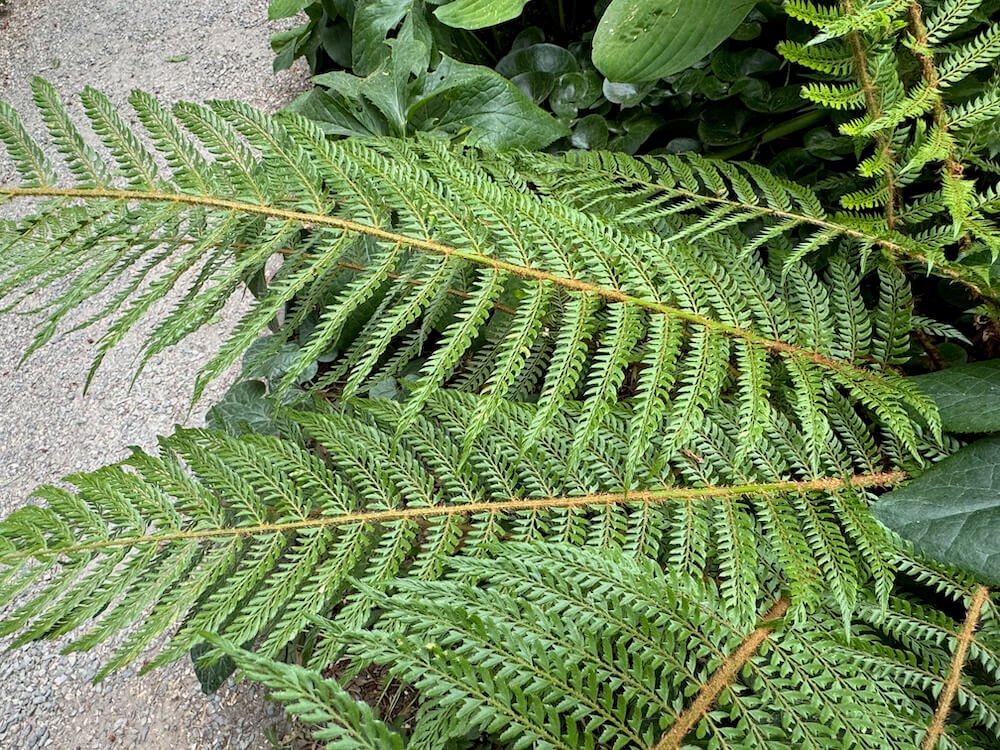 Polystichum setiferum 'Pulcherrimum Bevis'
