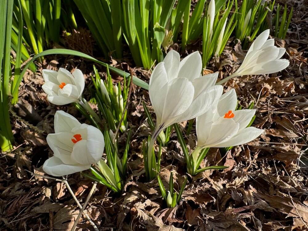Crocus vernus 'Jeanne d'Arc'