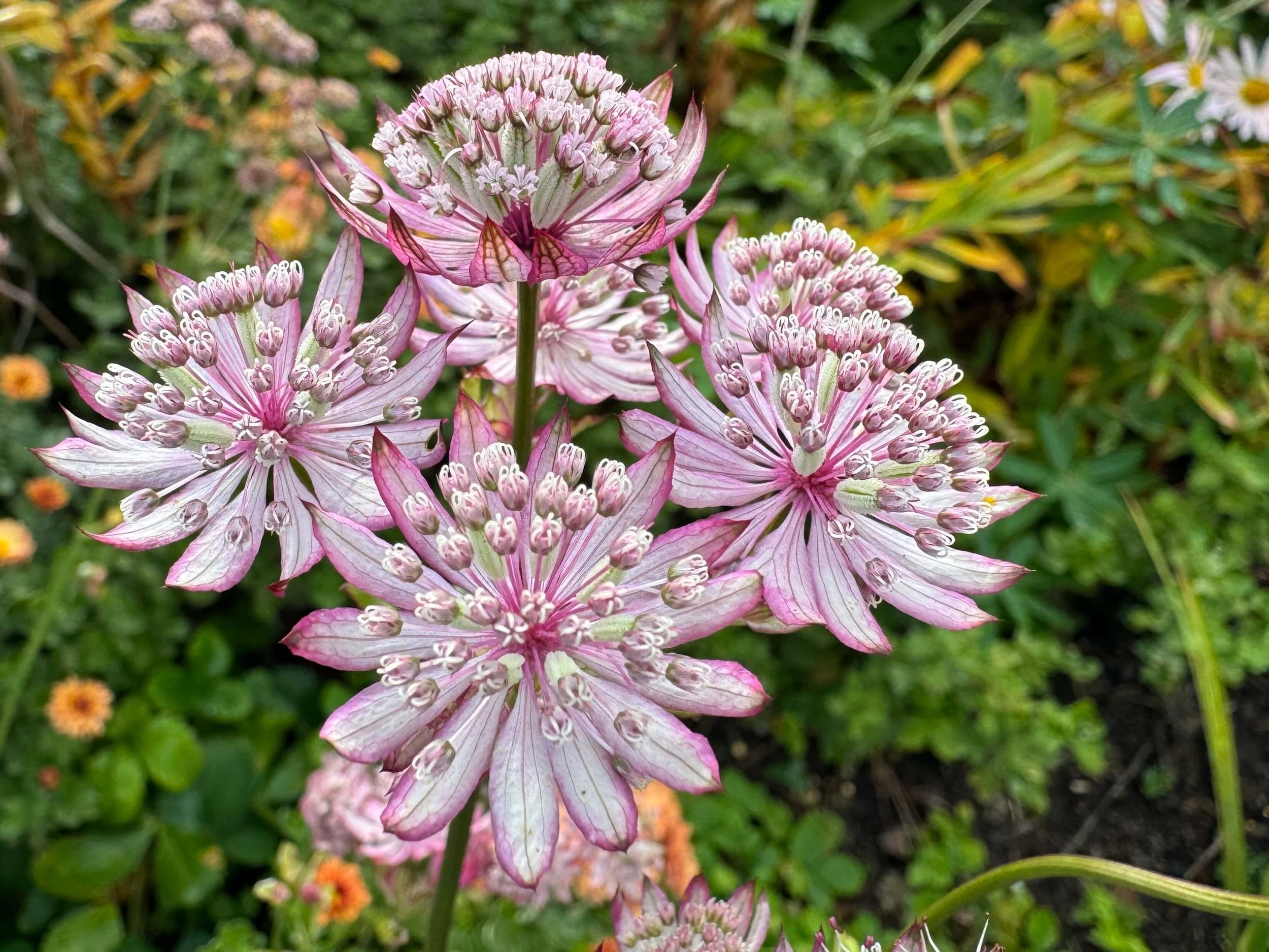 Astrantia major 'Sparkling Stars Pink'
