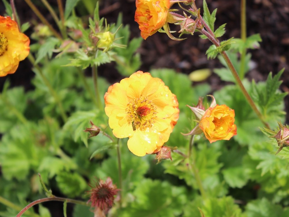 Geum ‘Mango Lassi’