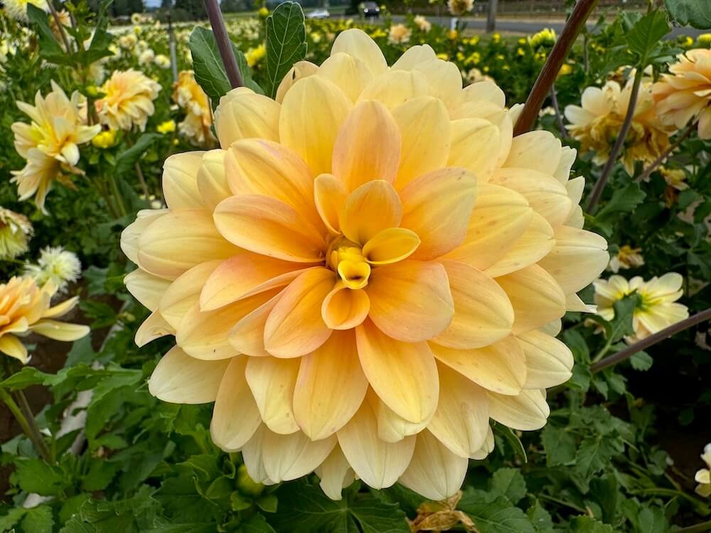 Dahlia 'Day Dreamer'