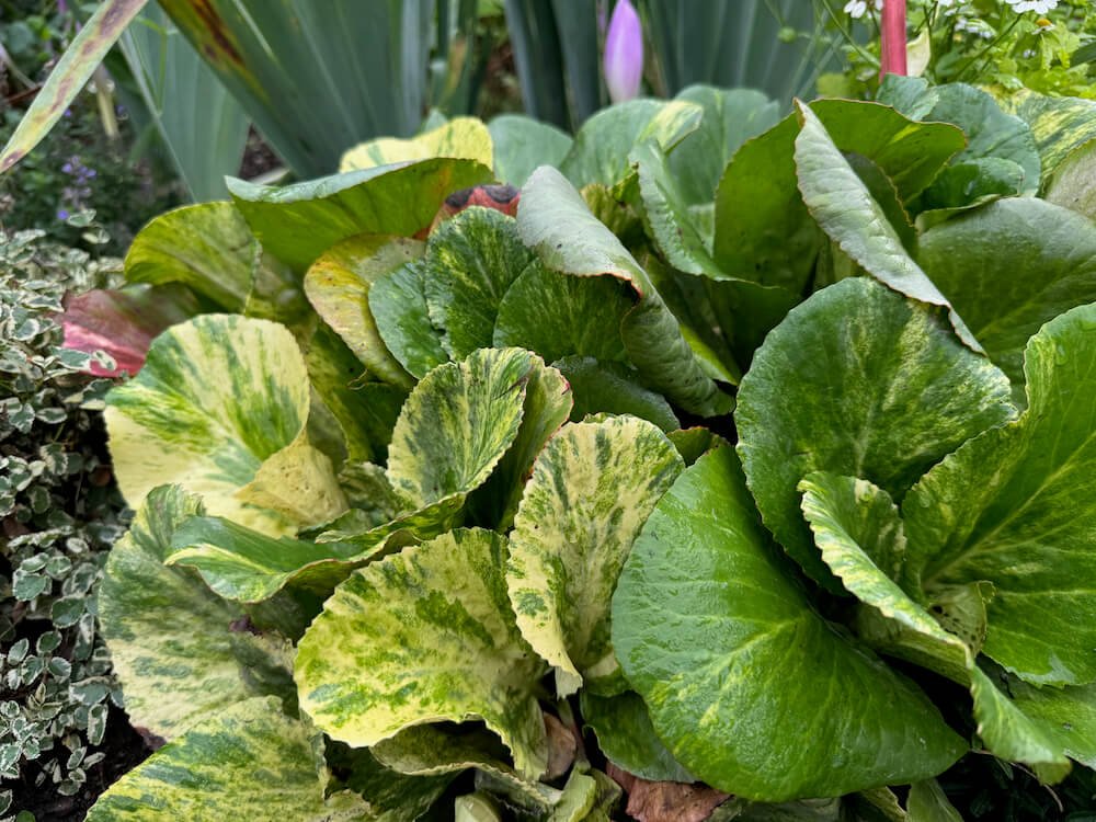Bergenia cordifolia 'Tubby Andrews'