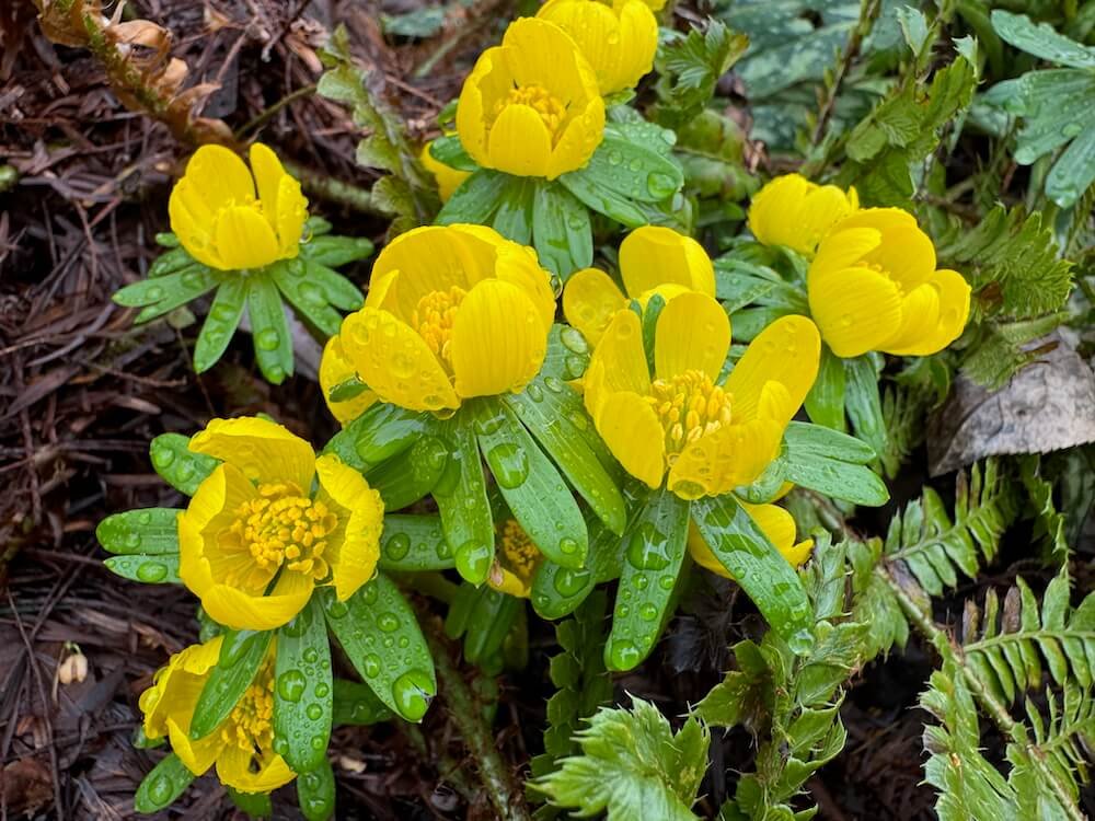 Eranthis hyemalis