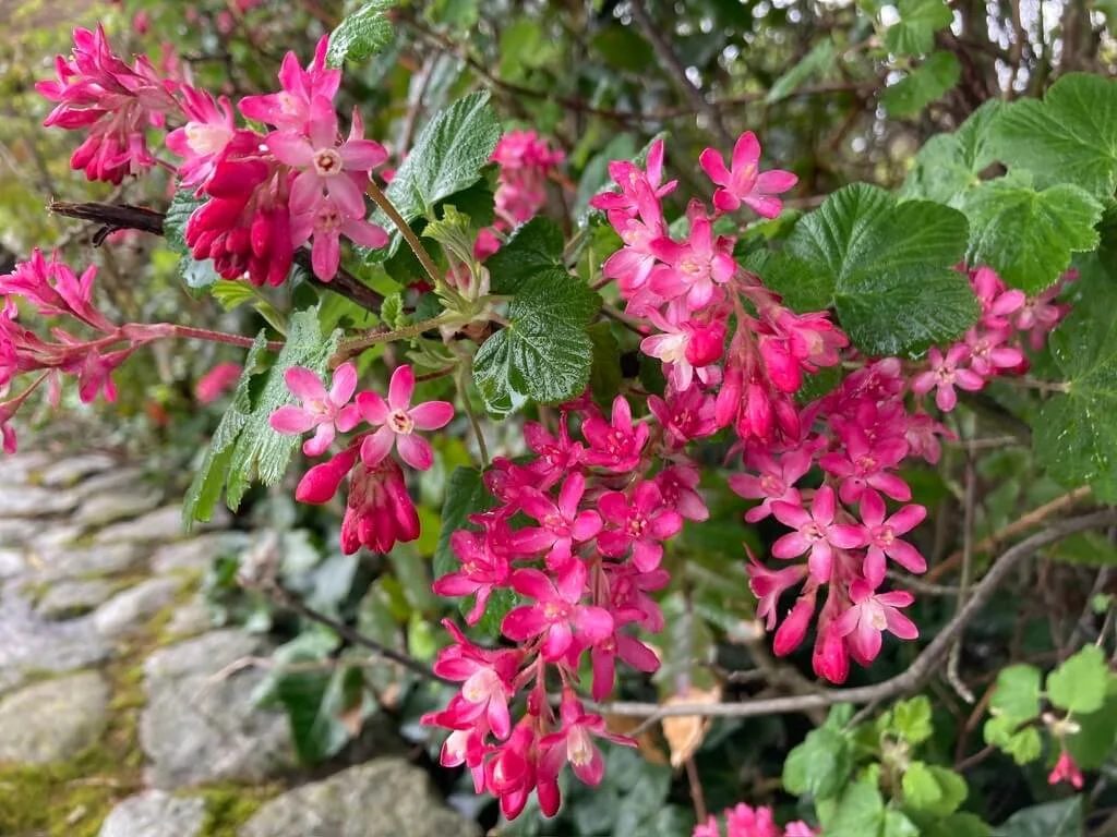 CURRANT (Ribes)
