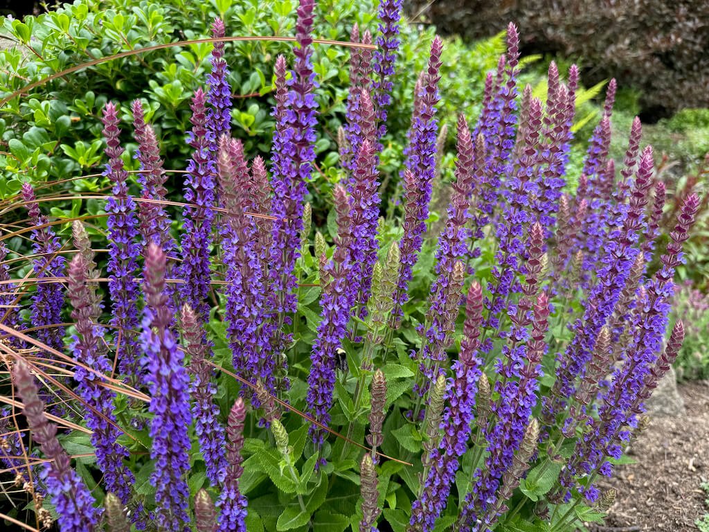 Salvia x sylvestris 'May Night'