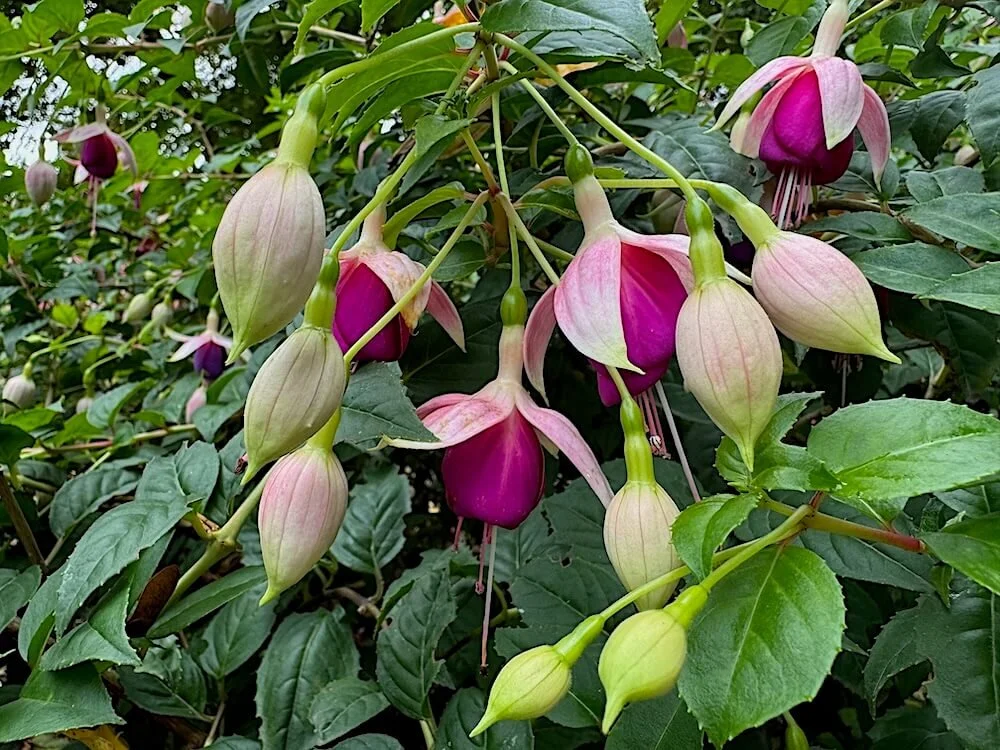 Fuchsia 'Minnesota'