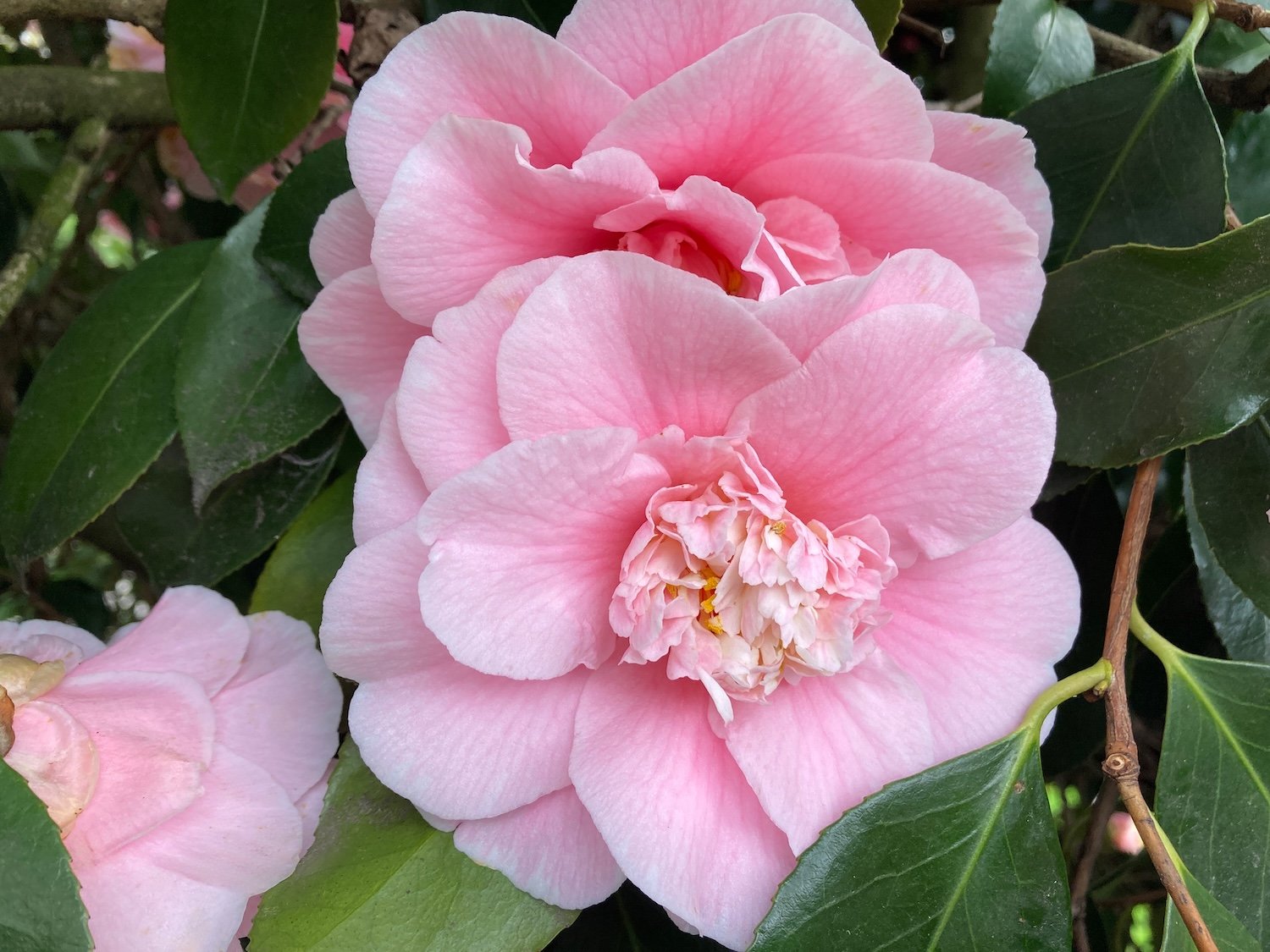 Planting & Growing Camellias