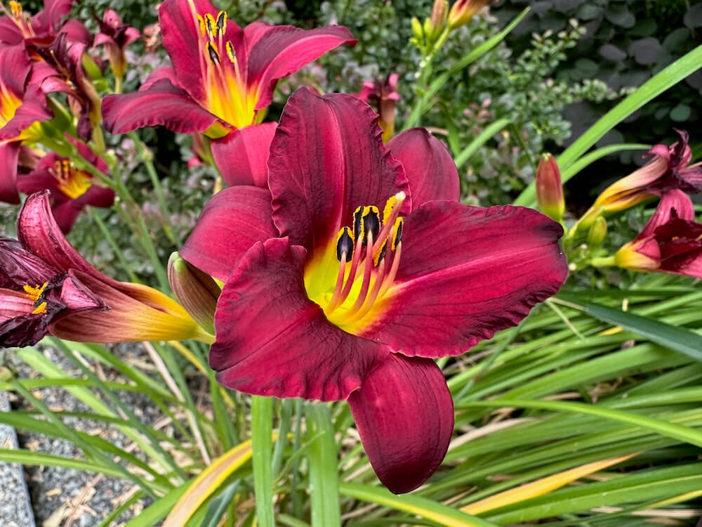 Hemerocallis 'Autumn Red'