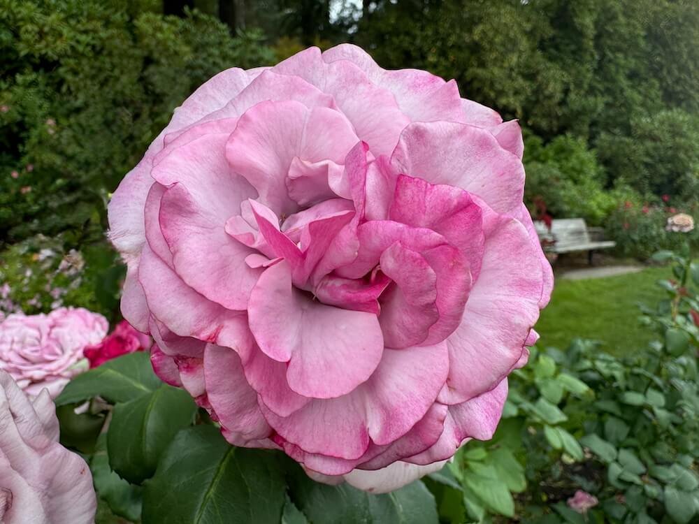 Rosa 'Wekhilpurnil'