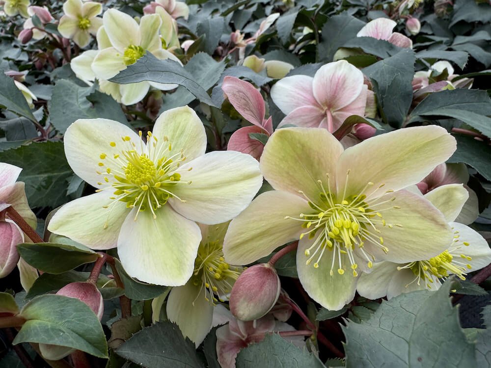 Helleborus x ericsmithii HGC 'Monte Christo'