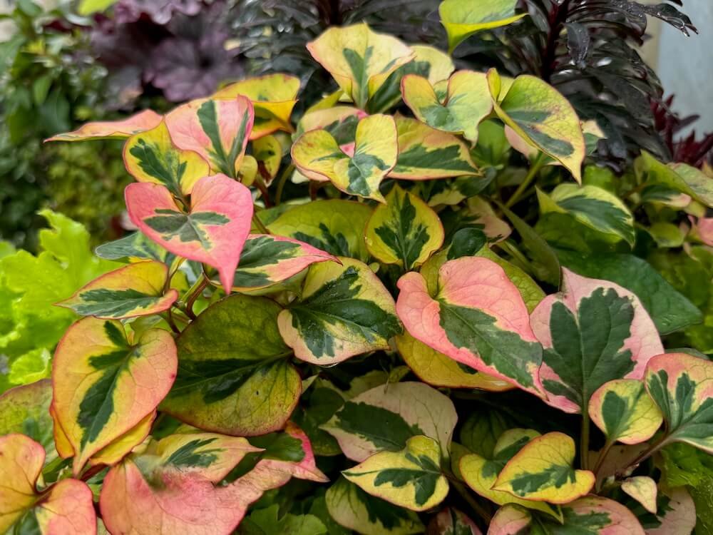 Groundcovers with Unique Foliage