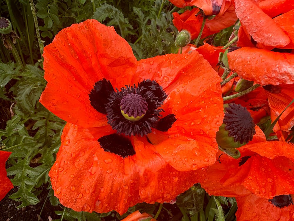 POPPY (Papaver)