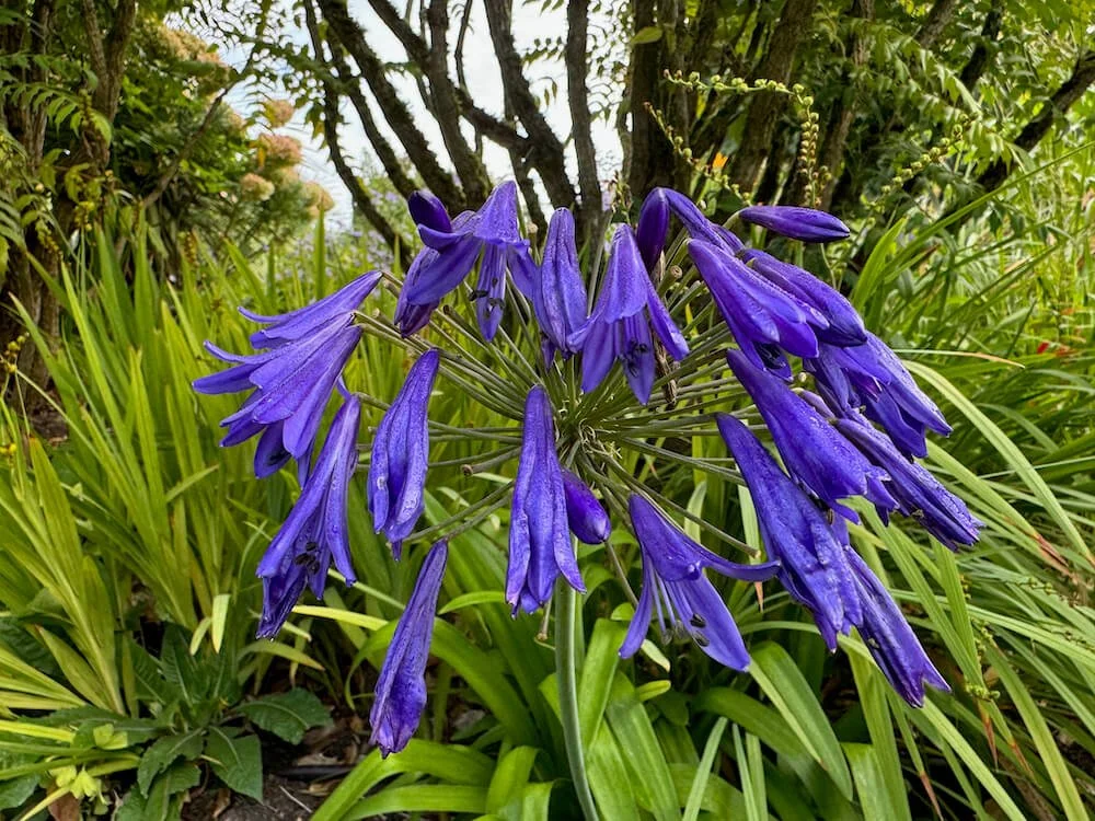 Agapanthus campanulatus 'Bressingham Blue'