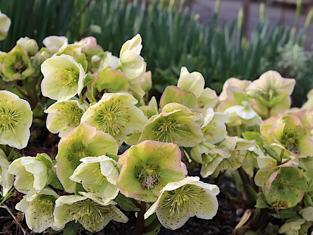 Helleborus x n. HGC 'Green Corsican'