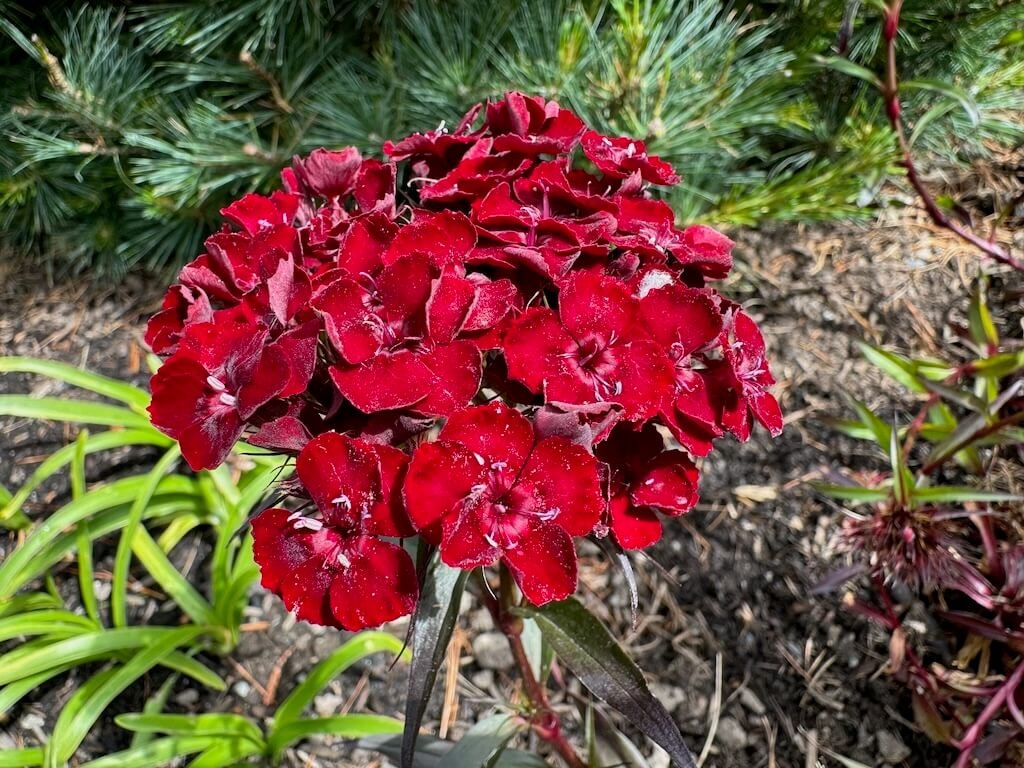 Dianthus barbatus ‘Sooty’