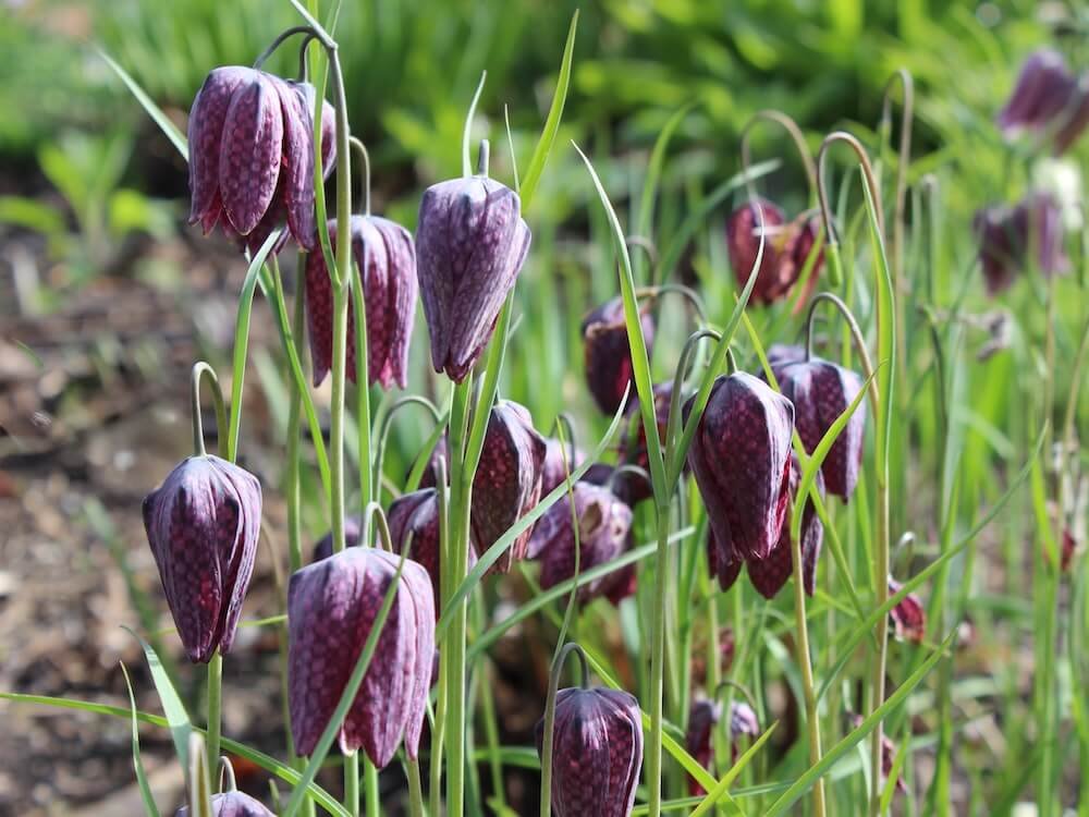 Fritillaria meleagris