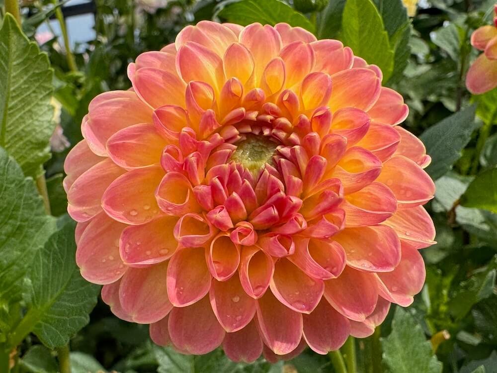 Dahlia 'Chricton Honey'