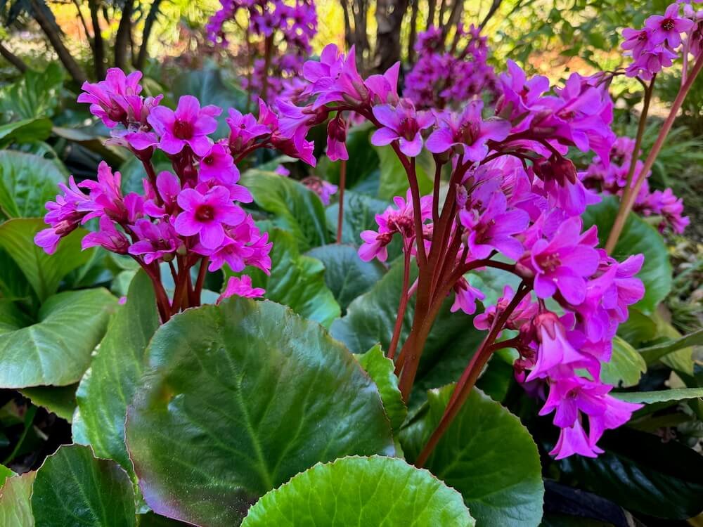 Bergenia cordifolia 'Winter Glow'