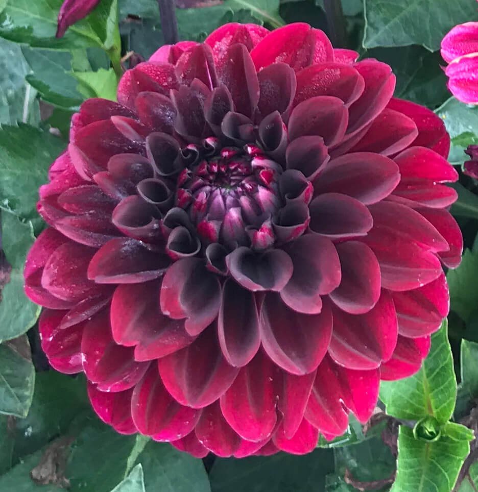 Dahlia 'Lights Out'
