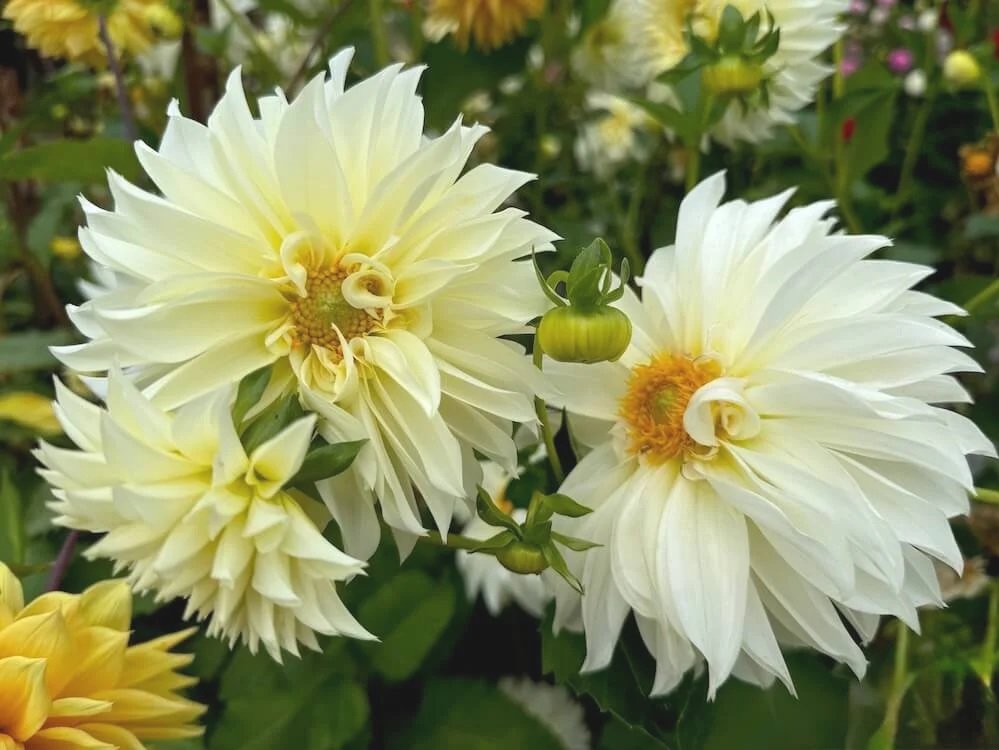 Dahlia 'AC Andromeda'
