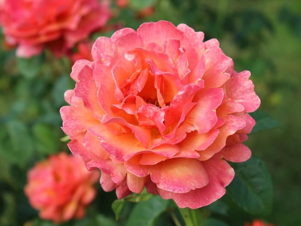Rosa 'Easy Does It'