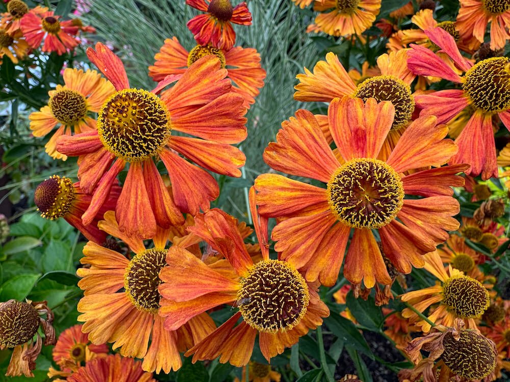 Helenium 'Waltraut'