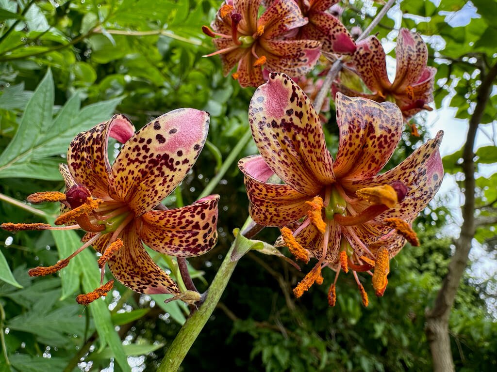 Lilium martagon 'Manitoba Morning'