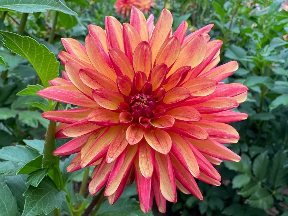 Dahlia 'Crazy Legs'