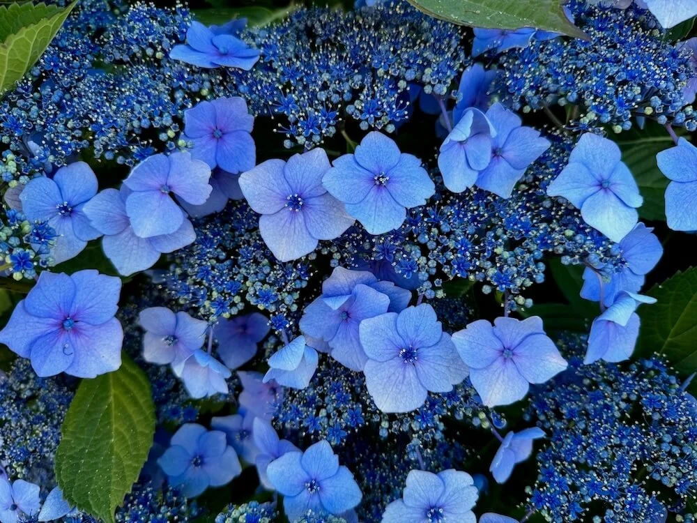 Hydrangea macrophylla 'Blaumeise'