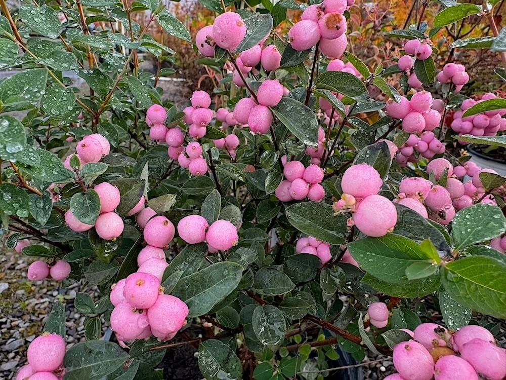 Symphoricarpos doorenbosii 'Kolmpica'