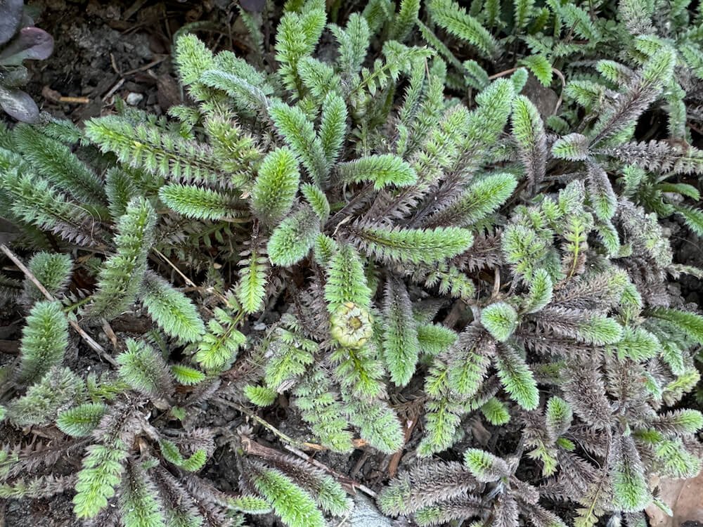 BRASS BUTTONS (Leptinella)