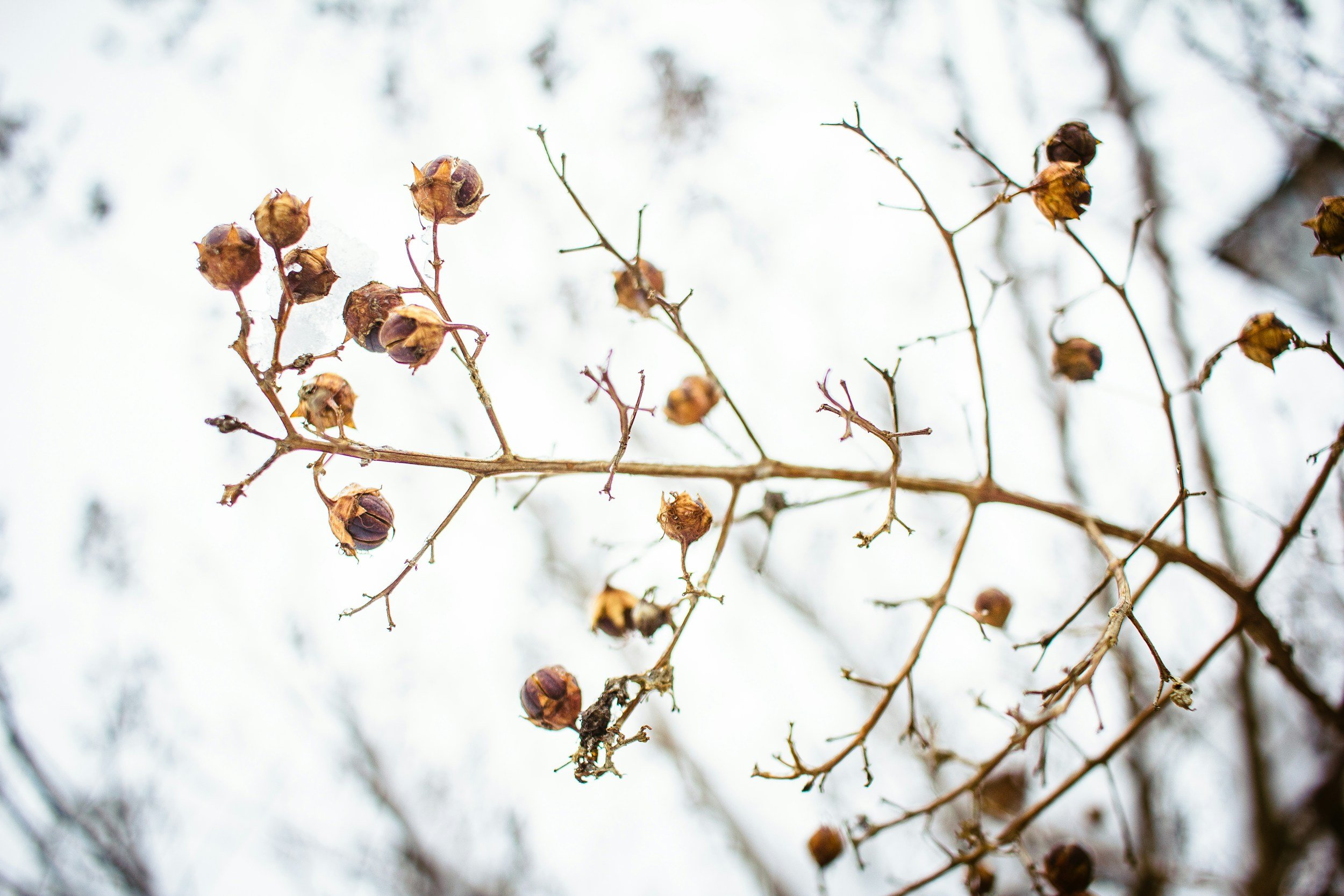 LEAVE SEED HEADS & BERRIES
