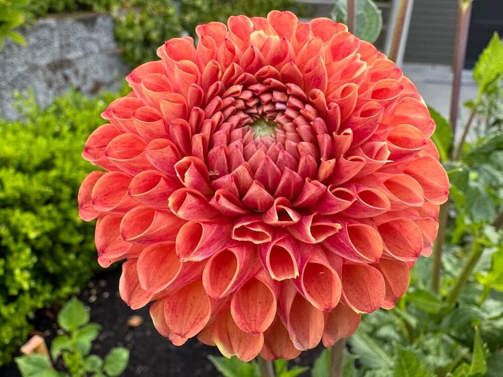 Dahlia 'Cornel Bronze'