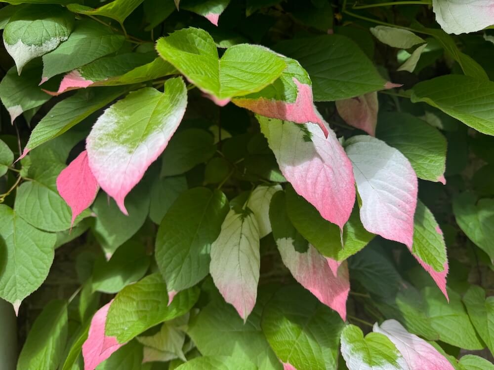 Actinidia kolomikta