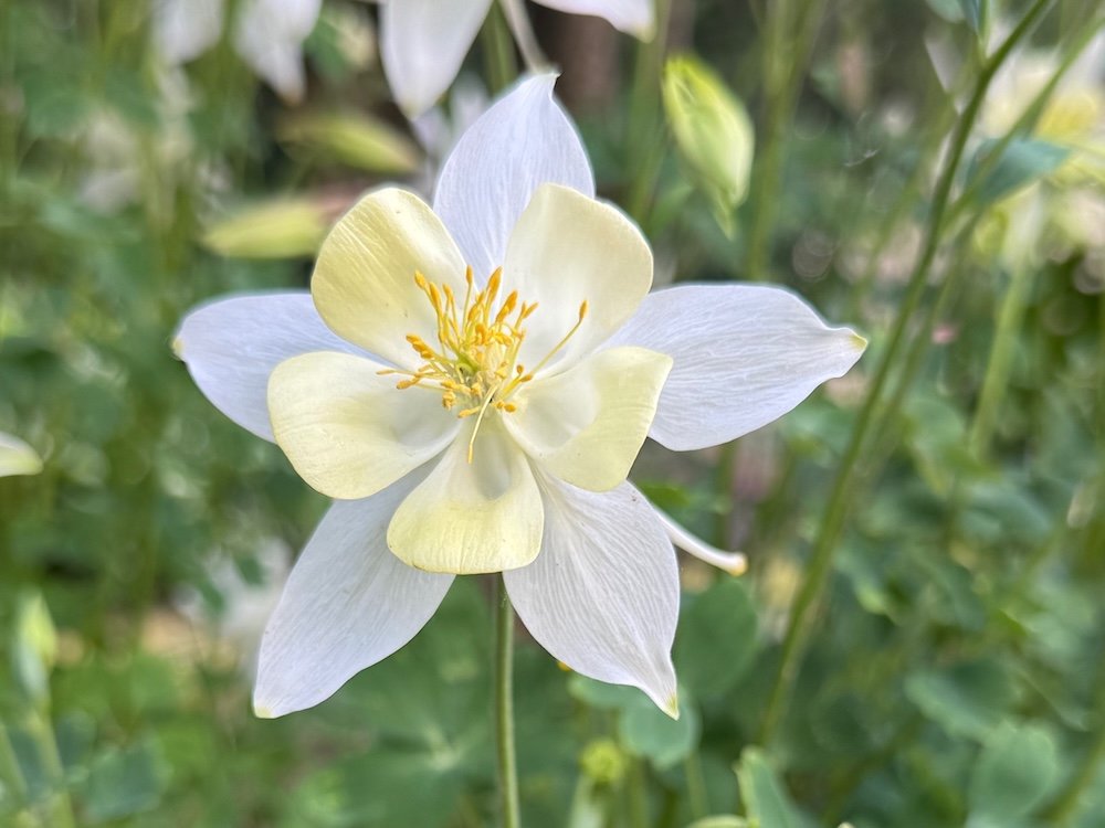 Aquilegia caerulea 'Crystal Star'