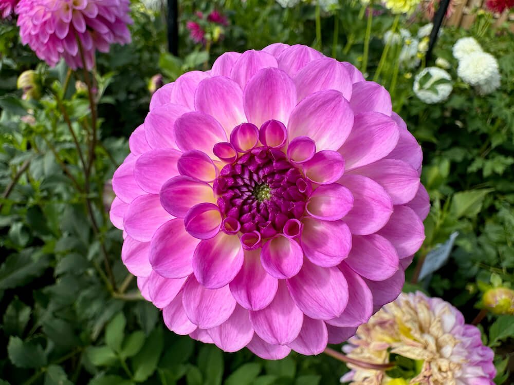 Dahlia 'Precious'