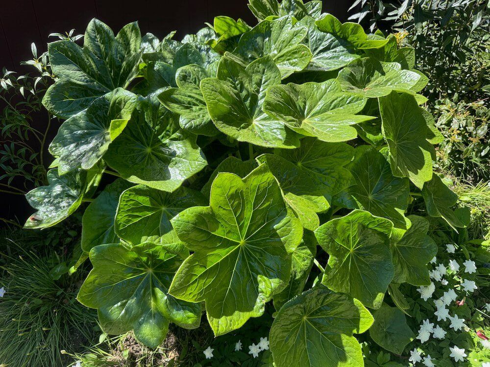 Podophyllum pleianthum 'Snowfall'