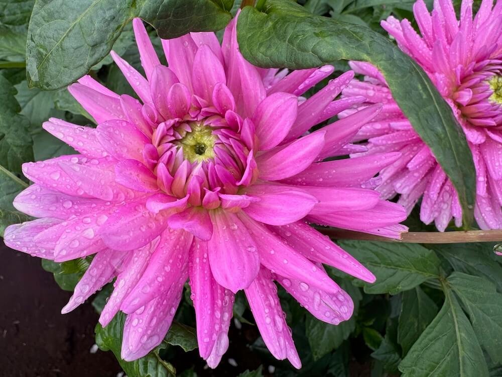 Dahlia 'Pink Gingham'