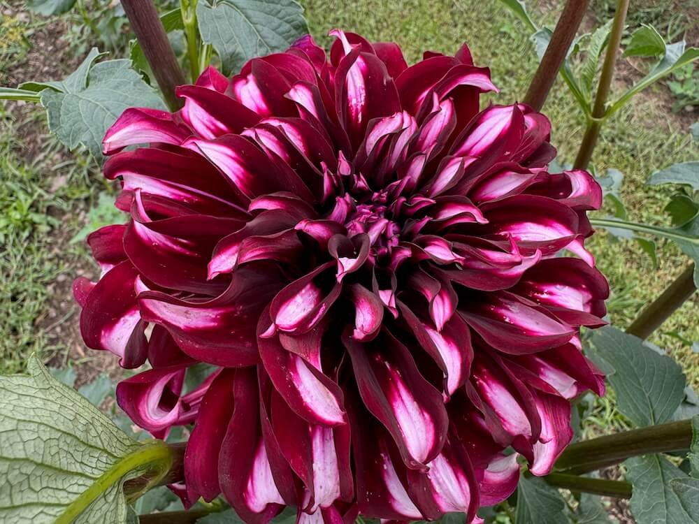 Dahlia 'Tartan'
