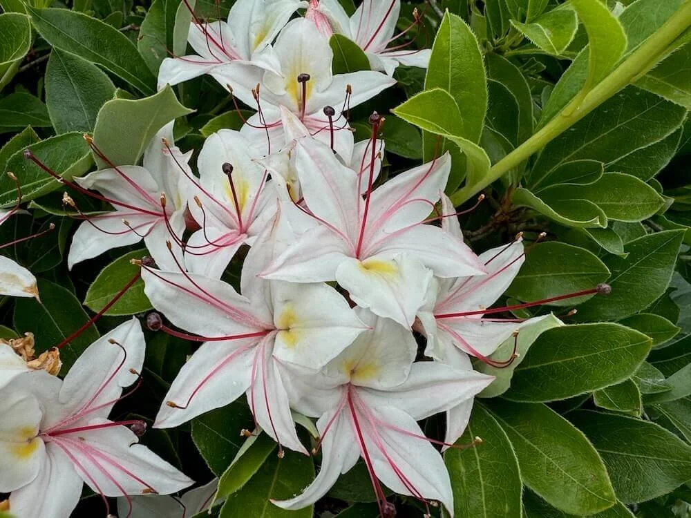 Rhododendron arborescens