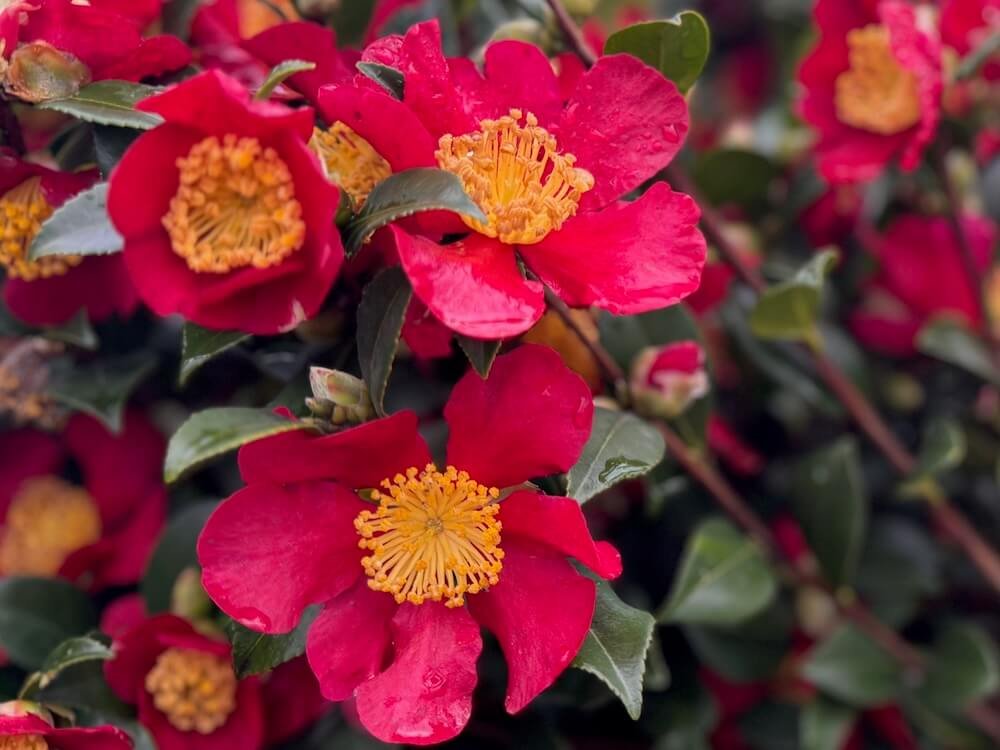 Camellia sasanqua 'Yuletide'