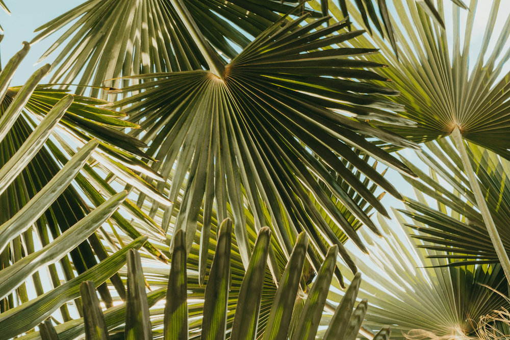 Trachycarpus fortunei