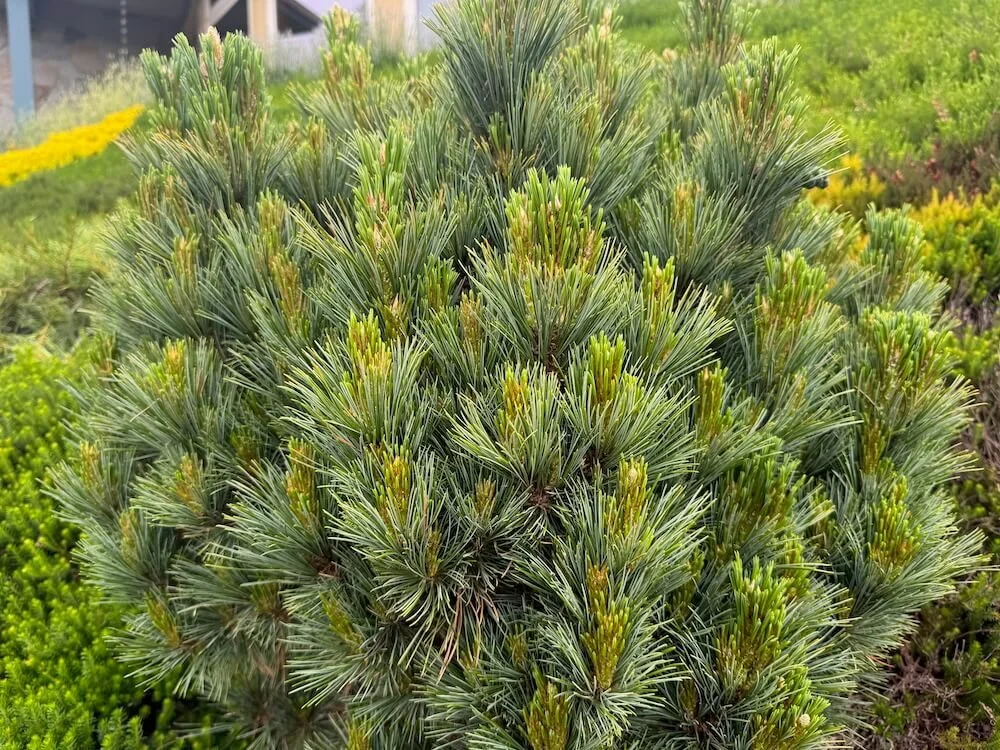 PINE (Pinus)
