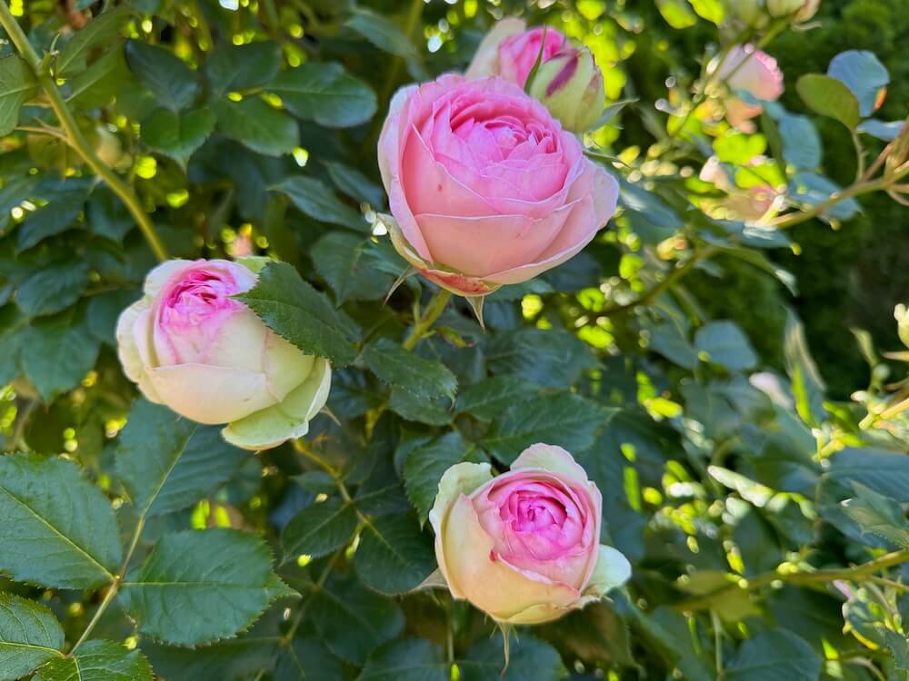 Rosa 'Eden'