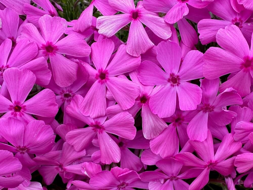 CREEPING PHLOX (Phlox)
