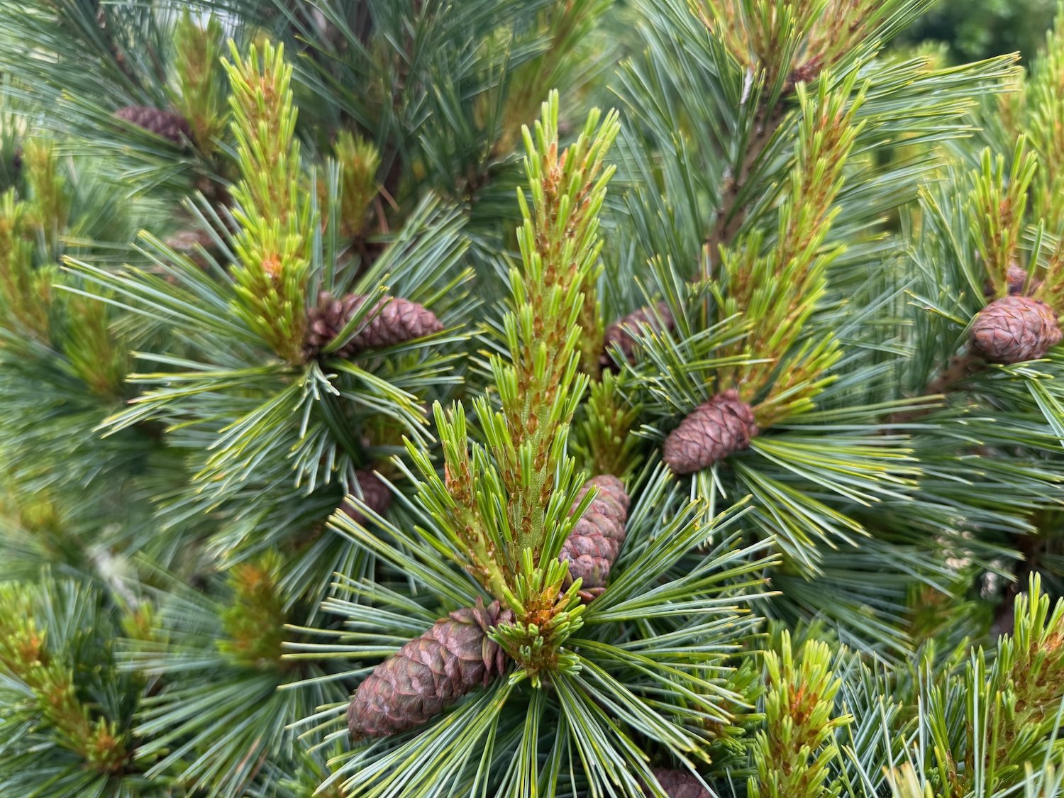 Conifers