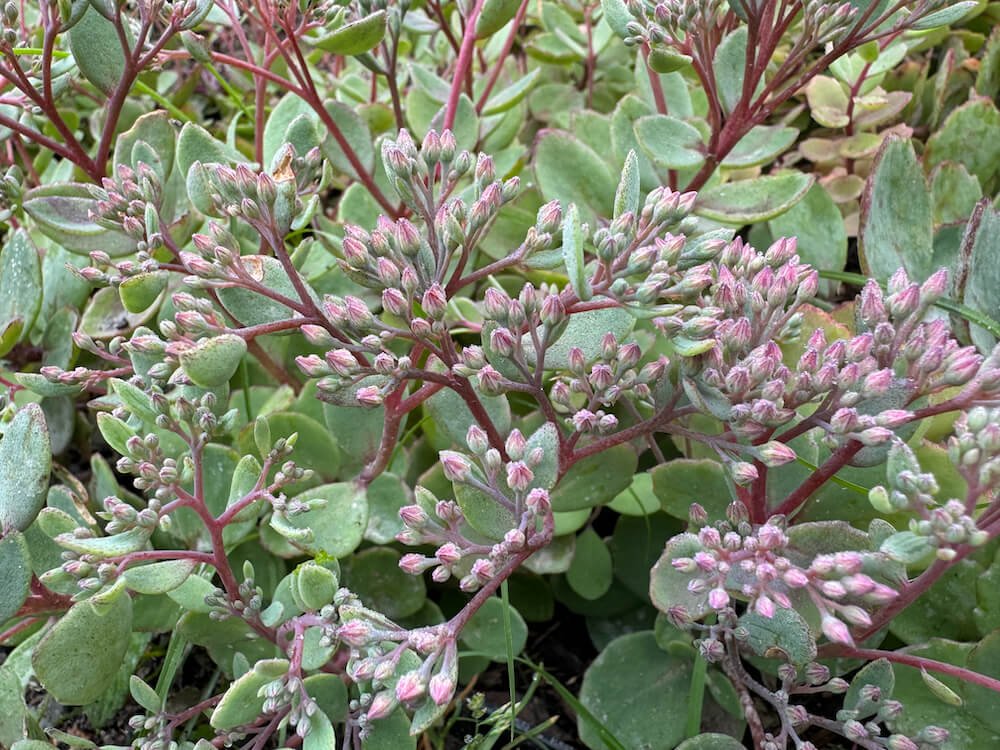 Hylotelephium ‘Dazzleberry’