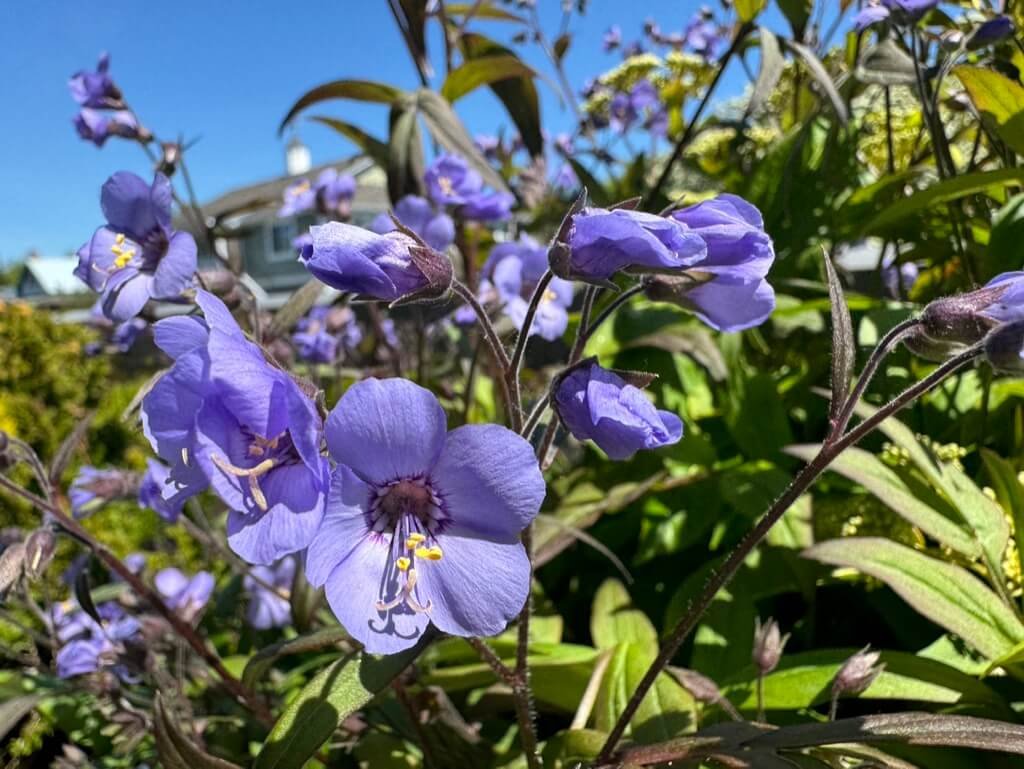 Polemonium ‘Heaven Scent’