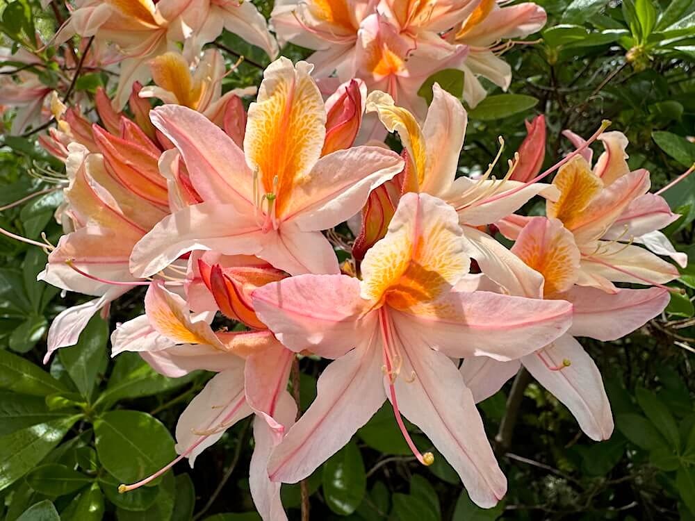 Rhododendron occidentale