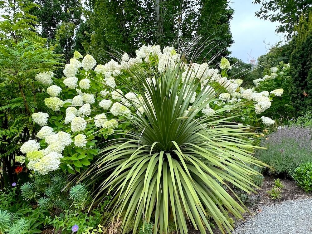 Nolina hibernica 'La Siberia'